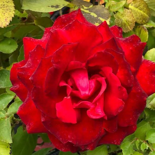 My Valentine Hybrid Tea Rose (Rosa My Valentine) 1